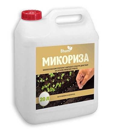 Микориза